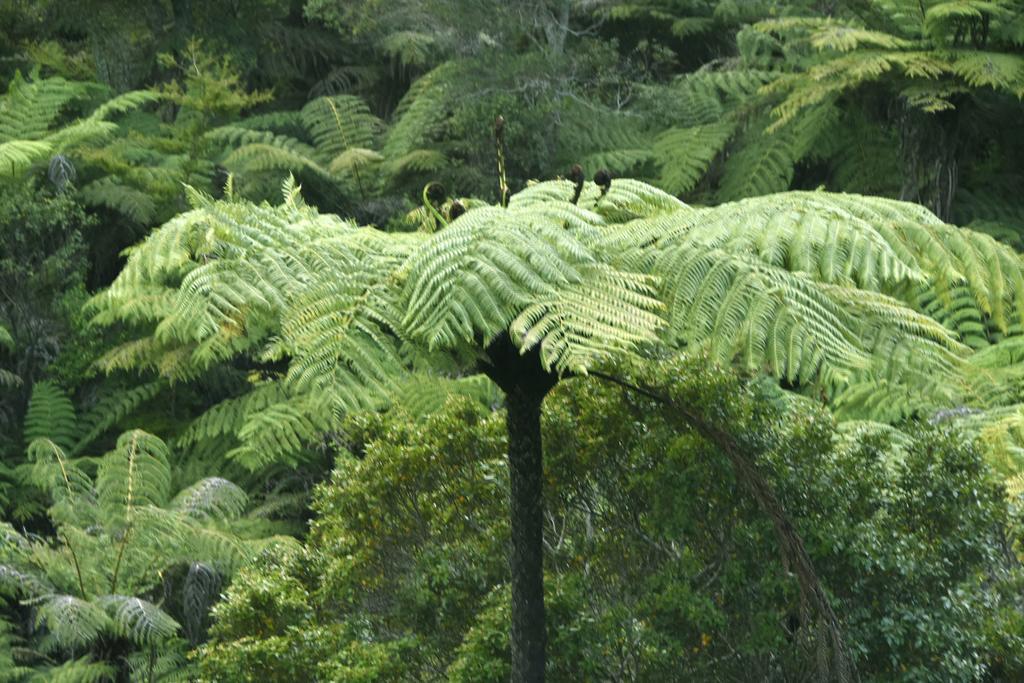 Ponga Eco-Lodge Hahei Eksteriør bilde